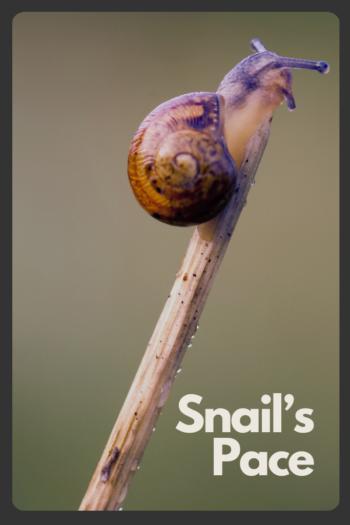 An image of a snail on a dry stalk. Illustration for a blog post entitled Snail's Pace from dreamingnorthwards.com